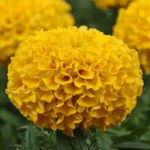Бархатцы прямостоячие (Tagetes erecta) Бархатцы прямостоячие (Tagetes erecta)