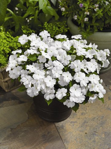 Бальзамин Уоллера (Impatiens walleriana)