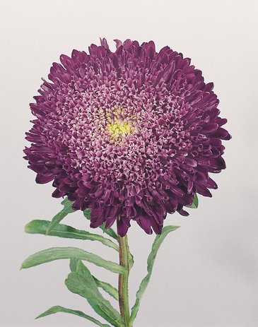 Астра китайская (Callistephus chinensis)