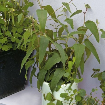 Эвкалипт лимонный (Eucalyptus citriodora)