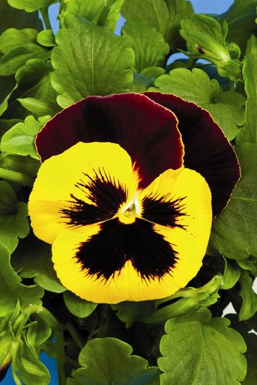Виола Виттрока (Viola wittrockiana) Виола Виттрока (Viola wittrockiana)