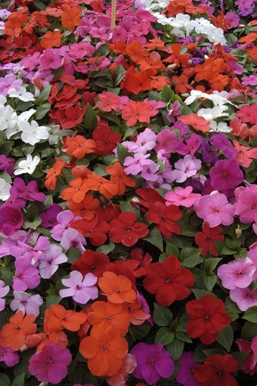 Бальзамин Уоллера (Impatiens walleriana) Бальзамин Уоллера (Impatiens walleriana)
