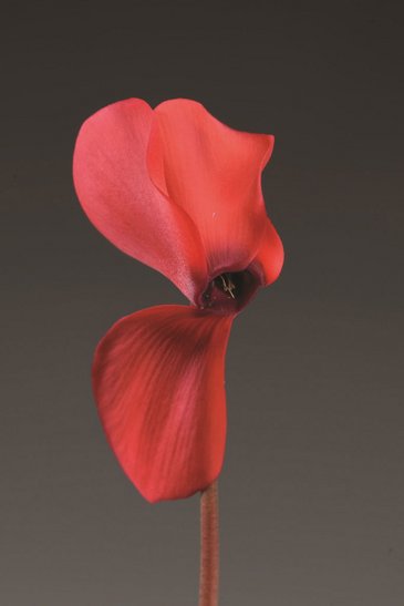 Цикламен персидский (Cyclamen persicum)