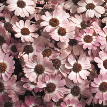 Цинерария гибридная (Pericallis cruenta)