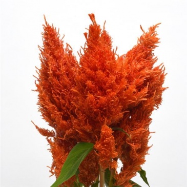 Целозия метельчатая (Celosia plumosa) Целозия метельчатая (Celosia plumosa)