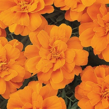 Бархатцы отклоненные (Tagetes patula) Бархатцы отклоненные (Tagetes patula)