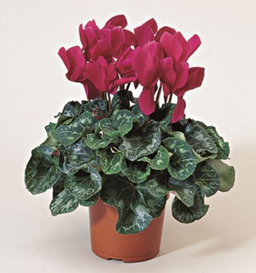 Цикламен персидский (Cyclamen persicum)