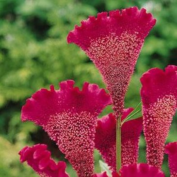 Целозия гребенчатая (Celosia cristata)