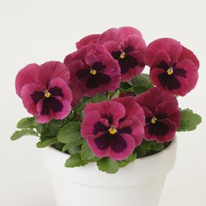 Виола виттрока (Viola wittrockiana) Виола виттрока (Viola wittrockiana)