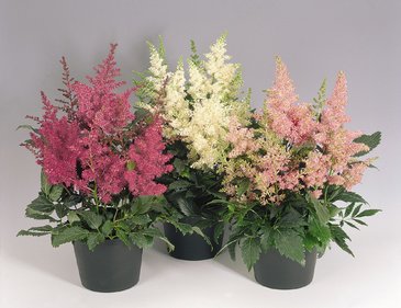Астильбе Арендса (Astilbe arendsii)