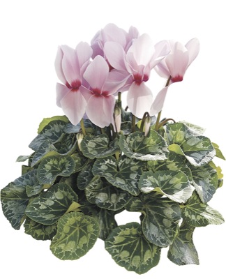 Цикламен персидский (Cyclamen persicum)