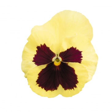 Виола виттрока (Viola wittrockiana) Виола виттрока (Viola wittrockiana)