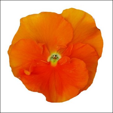 Виола Виттрока (Viola wittrockiana)