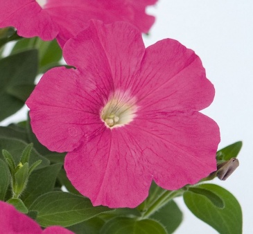 Петуния ампельная гибридная (Petunia х hybrida)