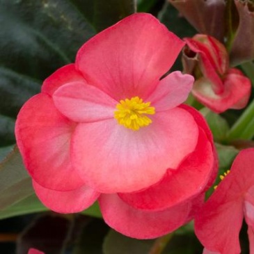Бегония гибридная (бронзовая листва) (Begonia hybrida) Бегония гибридная (бронзовая листва) (Begonia hybrida)