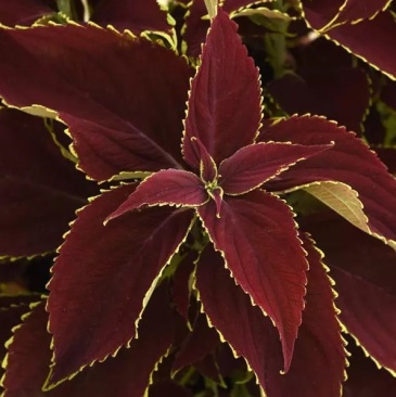 Колеус гибридный (Coleus х hybrida) Колеус гибридный (Coleus х hybrida)
