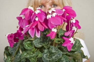 Цикламен персидский (Cyclamen persicum)