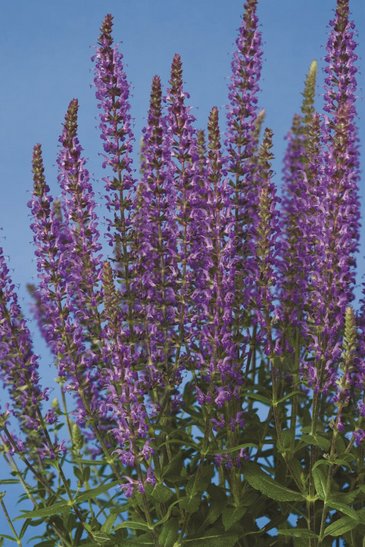 Шалфей превосходный (Salvia superba)