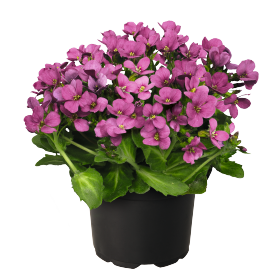 Арабис кавказский (Arabis caucasica)