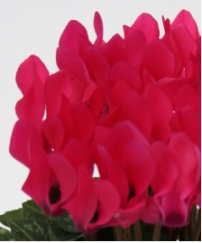 Цикламен персидский (Cyclamen persicum) Цикламен персидский (Cyclamen persicum)
