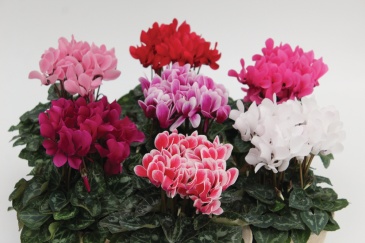 Цикламен персидский (Cyclamen persicum)