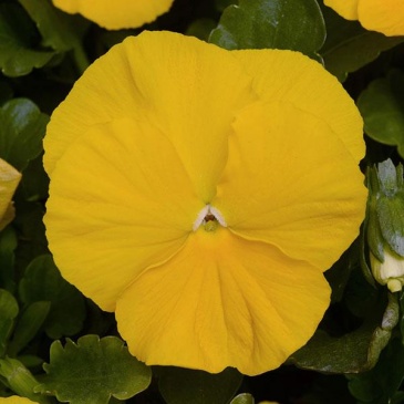 Виола виттрока (Viola wittrockiana)