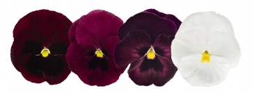 Виола виттрока (Viola wittrockiana) Виола виттрока (Viola wittrockiana)
