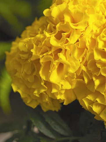 Бархатцы прямостоячие (Tagetes erecta)