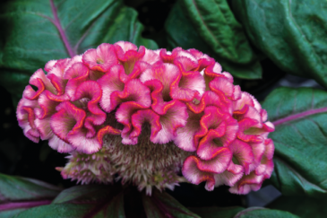 Целозия гребенчатая (Celosia cristata)