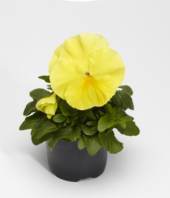 Виола Виттрока (Viola wittrockiana) Виола Виттрока (Viola wittrockiana)