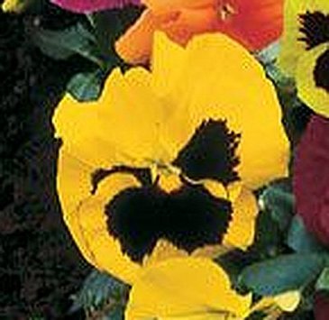 Виола Виттрока (Viola wittrockiana)