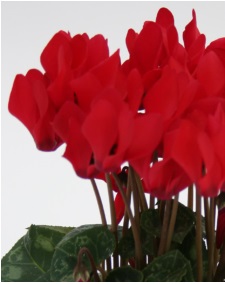 Цикламен персидский (Cyclamen persicum) Цикламен персидский (Cyclamen persicum)