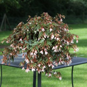 Бегония боливийская ампельная (Begonia boliviensis x hybrida)