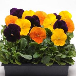 Виола виттрока (Viola wittrockiana) Виола виттрока (Viola wittrockiana)