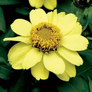 Цинния мариландская (Zinnia marylandica) Цинния мариландская (Zinnia marylandica)