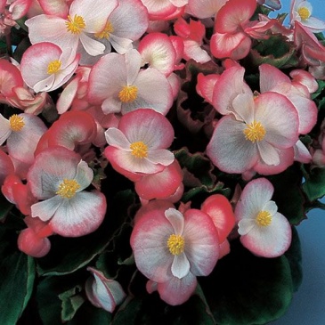 Бегония вечноцветущая (зеленая листва) (Begonia semperflorens)