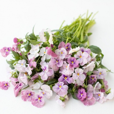 Виола виттрока (Viola wittrockiana) Виола виттрока (Viola wittrockiana)