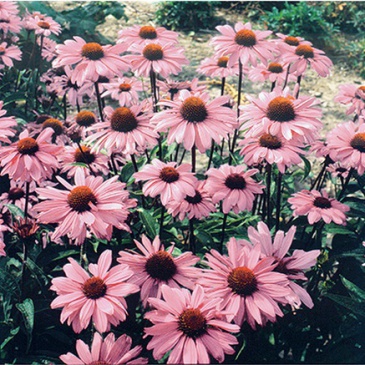 Эхинацея пурпурная (Echinacea purpurea)