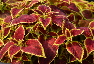 Колеус гибридный (Coleus х hybrida) Колеус гибридный (Coleus х hybrida)