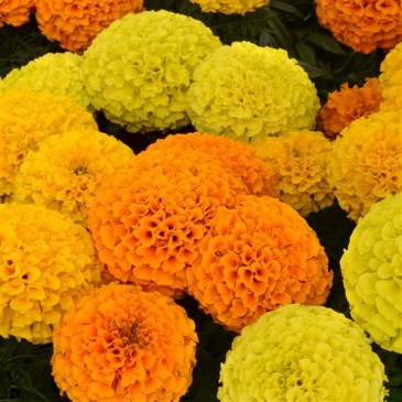 Бархатцы прямостоячие (Tagetes erecta) Бархатцы прямостоячие (Tagetes erecta)