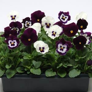Виола виттрока (Viola wittrockiana) Виола виттрока (Viola wittrockiana)