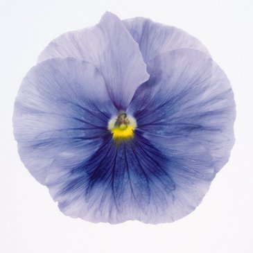 Виола виттрока (Viola wittrockiana)