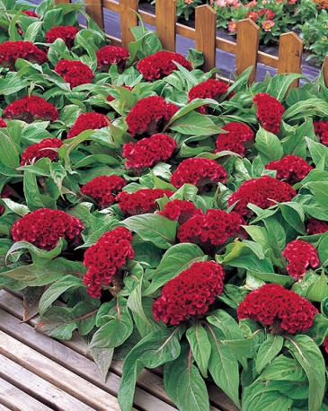 Целозия гребенчатая (Celosia cristata)