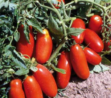 Томат (Lycopersicon esculentum) Томат (Lycopersicon esculentum)