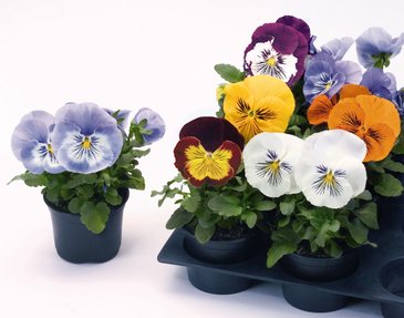 Виола виттрока (Viola wittrockiana)
