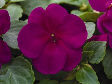 Бальзамин Уоллера (Impatiens walleriana)