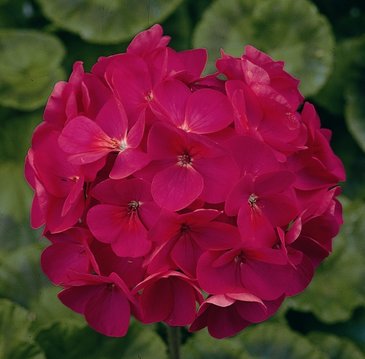 Герань (пеларгония садовая) (Pelargonium x hortorum)