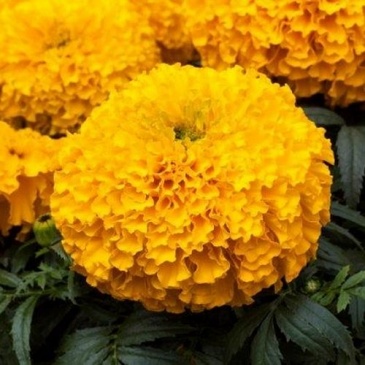 Бархатцы прямостоячие (Tagetes erecta) Бархатцы прямостоячие (Tagetes erecta)