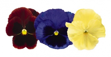 Виола виттрока (Viola wittrockiana) Виола виттрока (Viola wittrockiana)