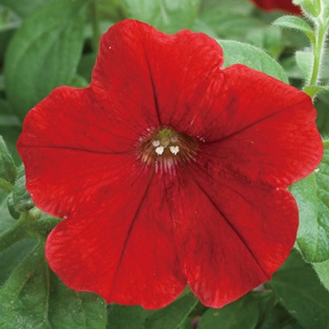 Петуния ампельная гибридная (Petunia х hybrida)